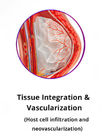 Tissue Regeneration